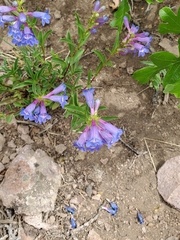 Penstemon leonardii