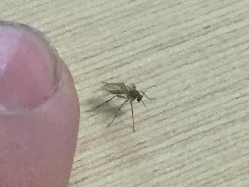 Mycetophilidae