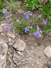 Penstemon leonardii