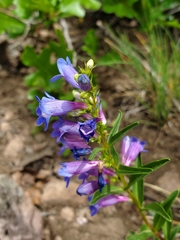 Penstemon leonardii