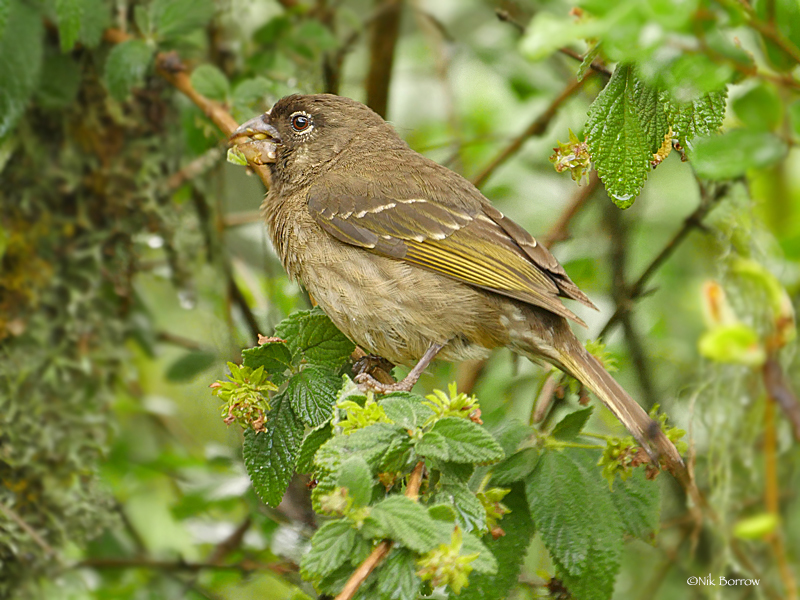 Thick-billed Seedeater photo
