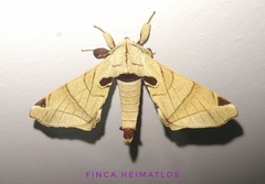 Apatelodes pandarioides