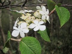 Viburnum furcatum