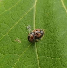 Epilachna calligrapta