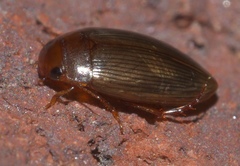 Copelatus glyphicus