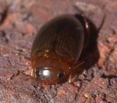 Copelatus glyphicus