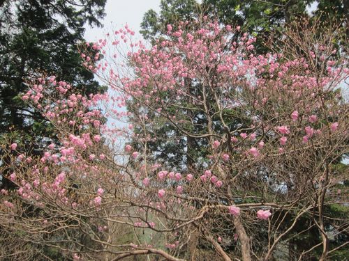 Five-leaf azalea (Rhododendron pentaphyllum)