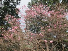 Rhododendron pentaphyllum, photograph (c) Marco Mussita, some rights reserved (CC BY)