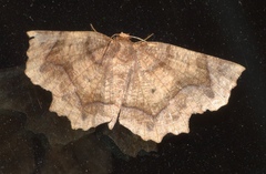 Metarranthis hypochraria