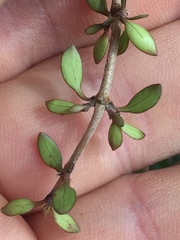 Coprosma propinqua propinqua
