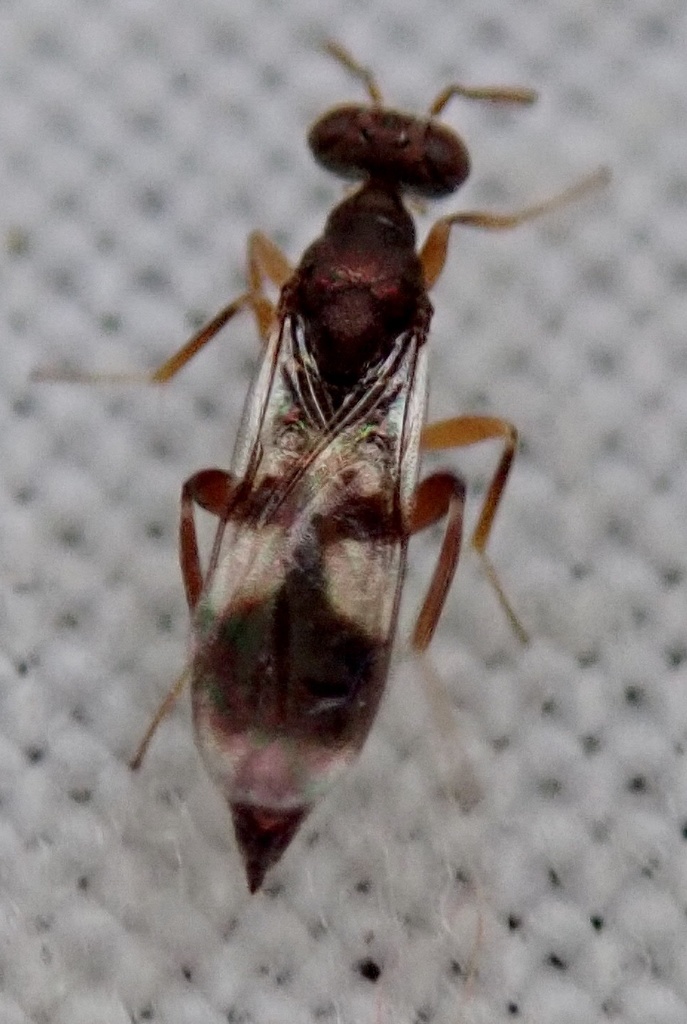 Cleonymus laticornis