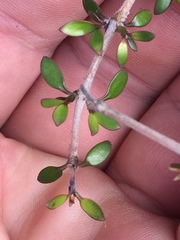 Coprosma propinqua propinqua