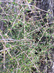 Coprosma propinqua propinqua