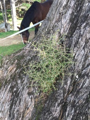 Coprosma propinqua propinqua