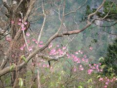 Rhododendron pentaphyllum, photograph (c) Marco Mussita, some rights reserved (CC BY)