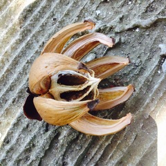 Clusia guatemalensis