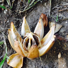 Clusia guatemalensis