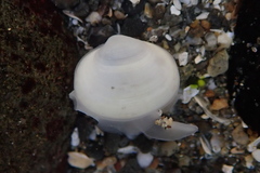 Kellia laperousii