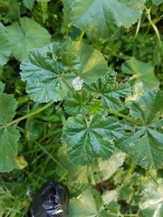 Malva neglecta