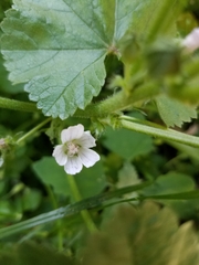 Malva neglecta