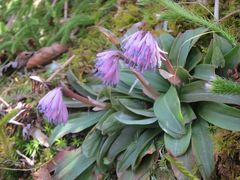 Heloniopsis orientalis