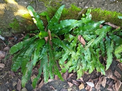 Asplenium scolopendrium