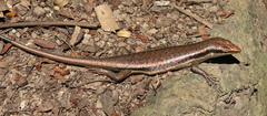Trachylepis sechellensis