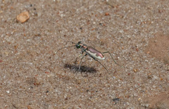 Eunota circumpicta johnsonii