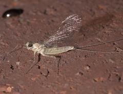 Maccaffertium terminatum terminatum