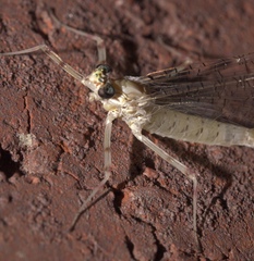 Maccaffertium terminatum terminatum
