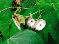 Polystemma guatemalense