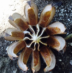 Clusia guatemalensis