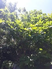 Catalpa