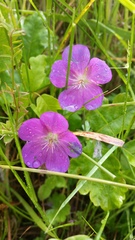 Geranium oreganum