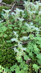 Sedum glaucophyllum