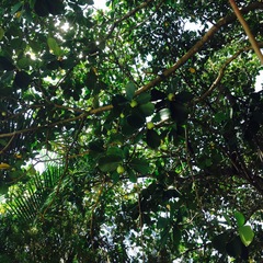 Clusia guatemalensis