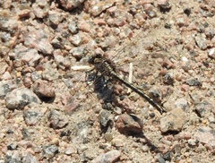 Phanogomphus spicatus