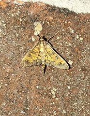 Diacme elealis