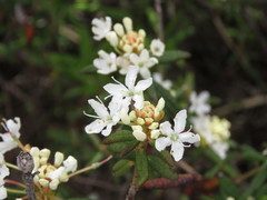 Rhododendron groenlandicum