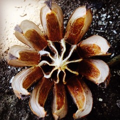 Clusia guatemalensis