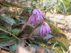 Heloniopsis orientalis