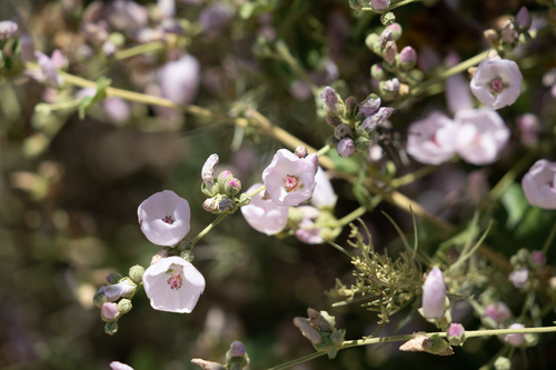 iNaturalist observation photo of southern coastal bushmallow
