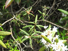 Rhododendron groenlandicum
