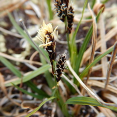 Carex microchaeta