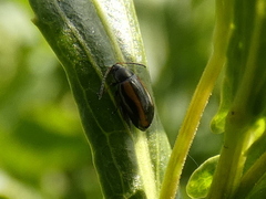 Phyllotreta undulata