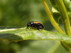 Phyllotreta undulata