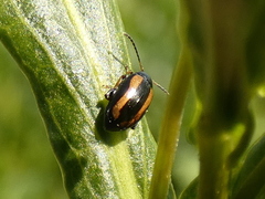 Phyllotreta undulata