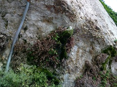 Bryophyta