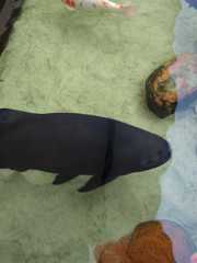 Colossoma macropomum