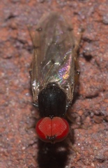 Syneches simplex
